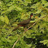 Crested Guan (Pava Crestada-Penelope Purpurascens-86cm)-1